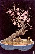 Japanese Dwarf Plum Tree Miller, Lilian May